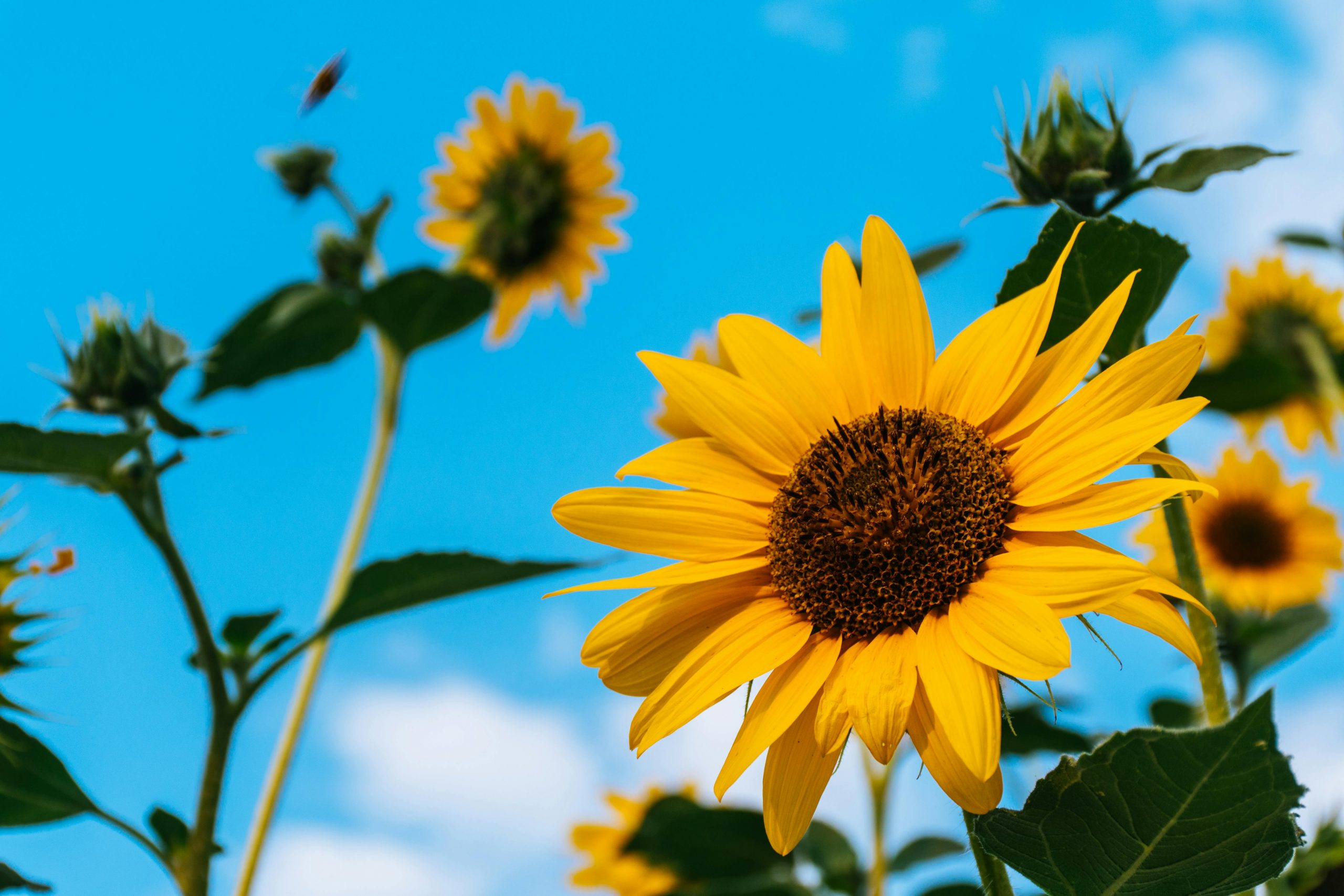 Yellow sunflowers blooming in sunlight against blue sky, representing morning routine success and neurodivergent-friendly approaches